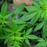 Cannabis cultivation to be legalized in KP under licensing system