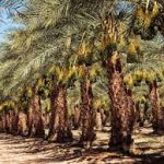 Parliamentary Committee Pushes for Date Palm Sector Boost
