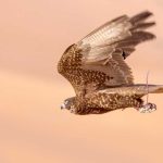 Falcon Racing begins at Liwa International Festival