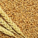 Govt mulls PPP model for wheat procurement under National Interim Wheat Policy 2025-26