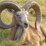 Case registered for illegal Urial's hunting in Jand