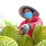 Vietnam to pilot durian origin-tracing system