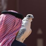 King Abdulaziz Falconry Festival to kick off in Riyadh on Dec. 25