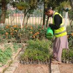 HA nurseries boost greenery drive in Rawalpindi