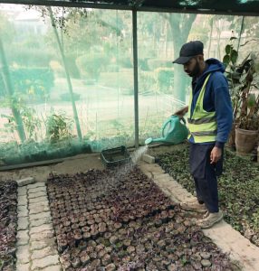 HA nurseries boost greenery drive in Rawalpindi