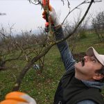 Türkiye to use bats in fight against insect threatening country’s hazelnut harvest