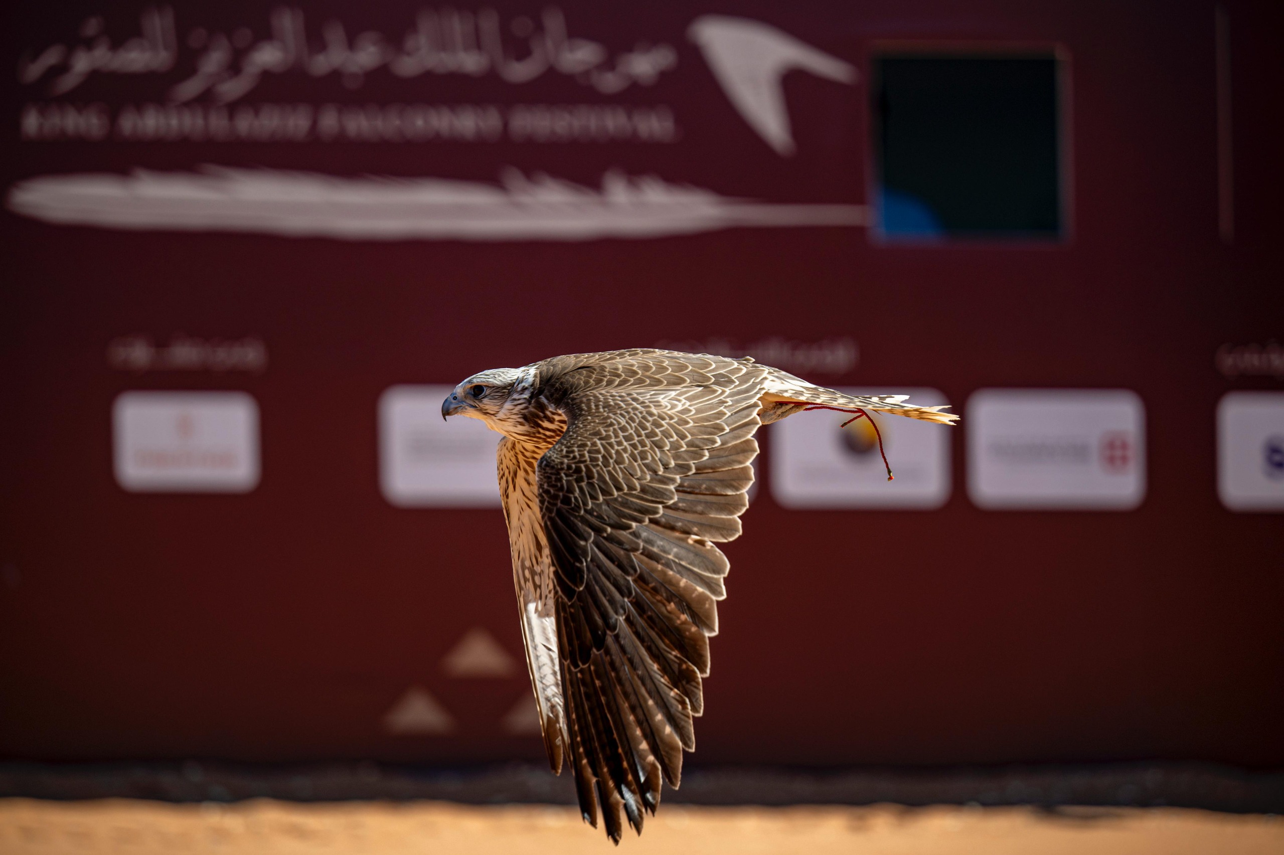 King Abdulaziz Falconry Festival takes global lead with 16,600 falcon participation in 6 years