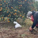 Landmine casualties hit four-year high as treaty setbacks deepen: UN report