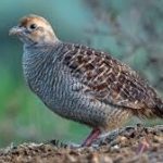 Crackdown launched against partridge's illegal night hunting