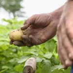 Pakistani scientists working to develop smog-tolerant potato varieties