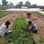 Workers are busy arranging mini plants at a local nursery H-9 area in the Federal Capital