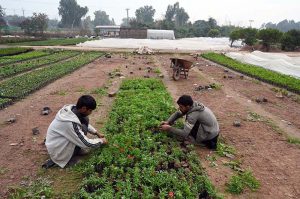 Workers are busy arranging mini plants at a local nursery H-9 area in the Federal Capital