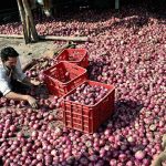 A worker is busy sorting good-quality onions at a vegetable market in the Federal Capital