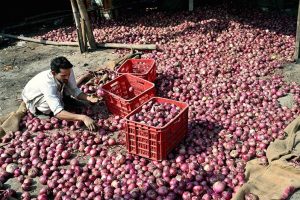A worker is busy sorting good-quality onions at a vegetable market in the Federal Capital