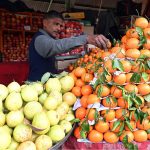 A vendor arranges fresh guavas and citrus fruits to attract customers at a stall at Sunday Bazaar, Peshawar Morr