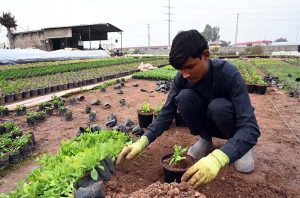 Workers are busy arranging mini plants at a local nursery H-9 area in the Federal Capital