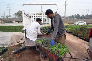 Workers are busy arranging mini plants at a local nursery H-9 area in the Federal Capital
