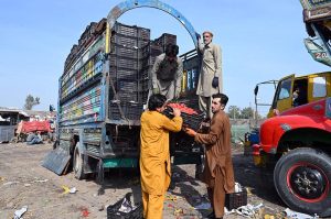 A worker is busy sorting good-quality onions at a vegetable market in the Federal Capital