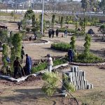 Workers are busy at the Faizabad Interchange, actively engaged in tree plantation and landscaping activities. The development is part of an urban beautification initiative in the federal capital, where extensive tree-planting drives are underway