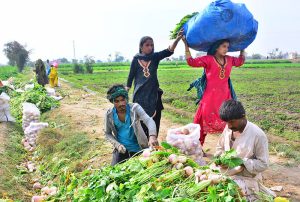 A female farmer carries a heavy bundle of harvested turnips on her head to the city outskirts market for sale.