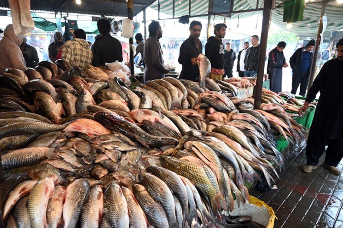 A vendor displaying fish to attract the customers at H-9 Weekly Bazaar in Federal Capital
