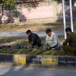 CDA workers plant saplings on the green belt near the fire brigade in the Federal Capital