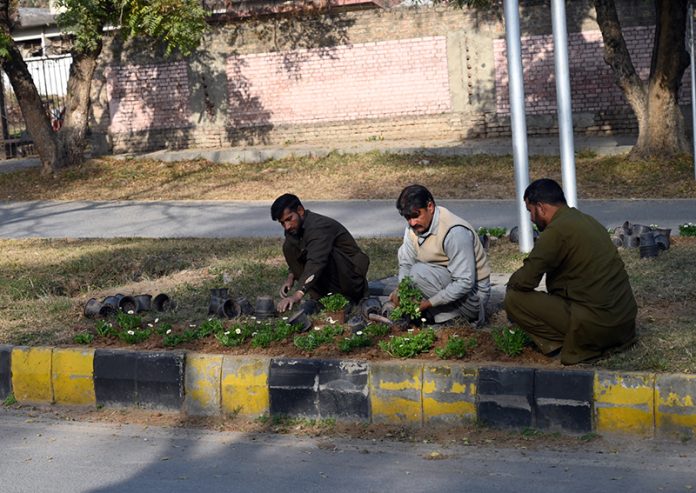 CDA workers plant saplings on the green belt near the fire brigade in the Federal Capital