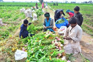 A female farmer carries a heavy bundle of harvested turnips on her head to the city outskirts market for sale.