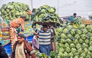 Labourers are busy unloading cauliflower from delivery truck at Pirwadhi Fruit and Vegetable Mark in Federal Capital
