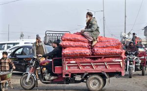 Labourers are busy unloading cauliflower from delivery truck at Pirwadhi Fruit and Vegetable Mark in Federal Capital