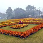 PHA workers are planting flower plants along Canal Road in the provincial capital as part of the city’s beautification drive