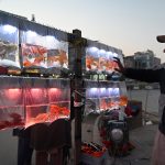 A vendor displays colorful fish in plastic bags hanging roadside to attract customers