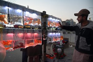 A vendor displays colorful fish in plastic bags hanging roadside to attract customers