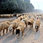 An elderly shepherd guide the herd of sheep along the Northern Bypass Road.