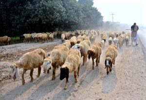 An elderly shepherd guide the herd of sheep along the Northern Bypass Road.
