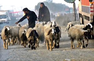 Shepherds lead their herd of sheep in the Provincial Capital.