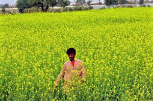 A beautiful view of mustard crop at Tando Jam area.