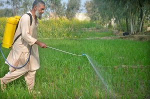 A farmer busy sprays pesticides in the field.