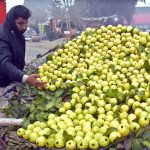 A vendor arranging and displaying the seasonal fruit (Guava) to attract customers at his roadside setup