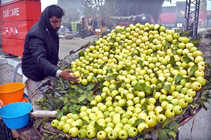A vendor arranging and displaying the seasonal fruit (Guava) to attract customers at his roadside setup