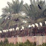 A flock of birds perches on an iron wire
