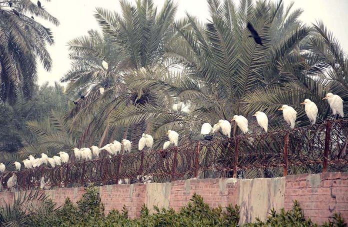 A flock of birds perches on an iron wire