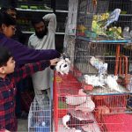 Children show keen interest while shopping for rabbits and birds at the weekly bazaar in the federal capital