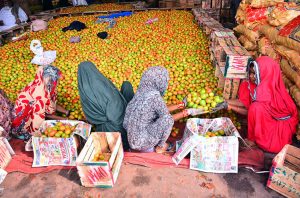 Women labourers busy packing tomatoes into wooden boxes at a vegetable market.