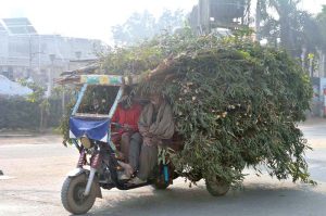 A tricycle rickshaw, heavily loaded with tree branches, is on its way.