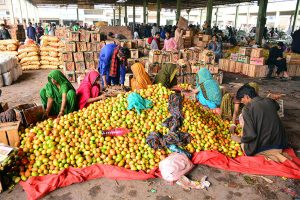 Women labourers busy packing tomatoes into wooden boxes at a vegetable market.