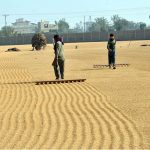 Labourers spread golden rice under the winter sun, drying the freshly harvested crop on the outskirts of the city