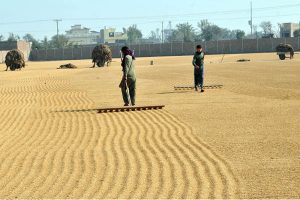 Labourers spread golden rice under the winter sun, drying the freshly harvested crop on the outskirts of the city