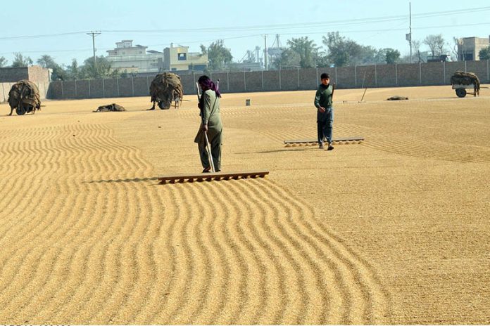 Labourers spread golden rice under the winter sun, drying the freshly harvested crop on the outskirts of the city
