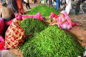 Women labourers busy packing tomatoes into wooden boxes at a vegetable market.